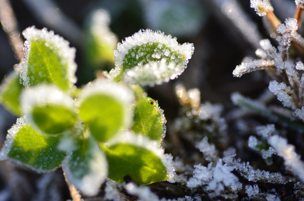 2016-12 France/St Malo/DSC_1056.JPG